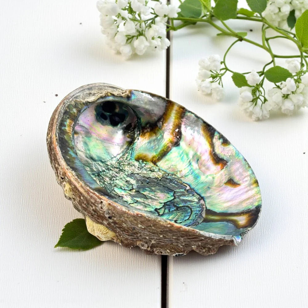Premium Abalone Shell
