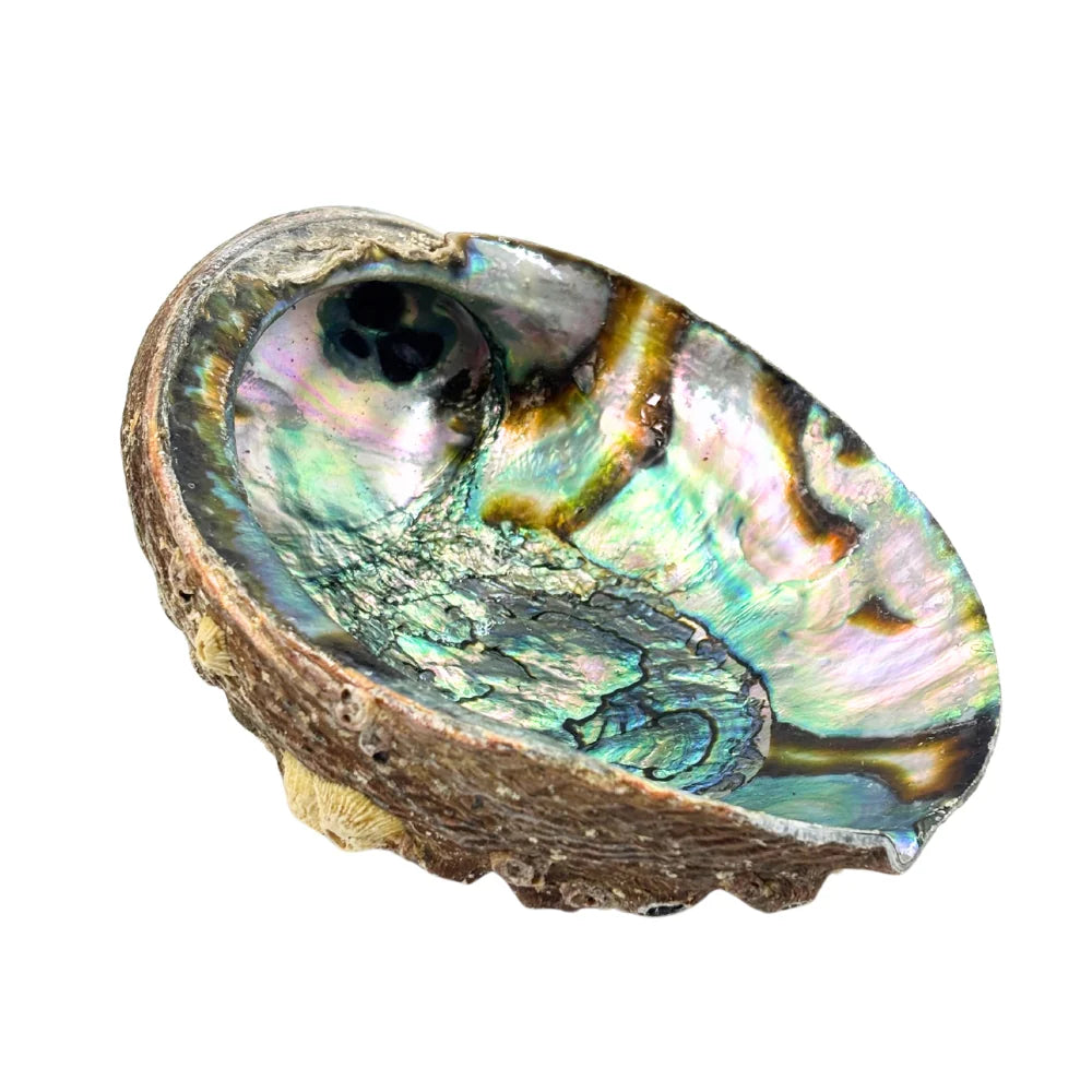 Premium Abalone Shell