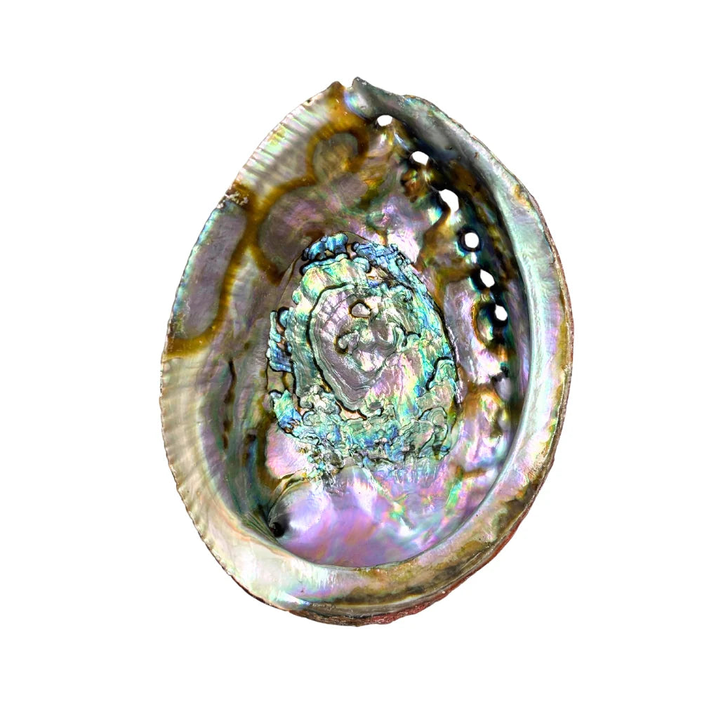 Premium Abalone Shell