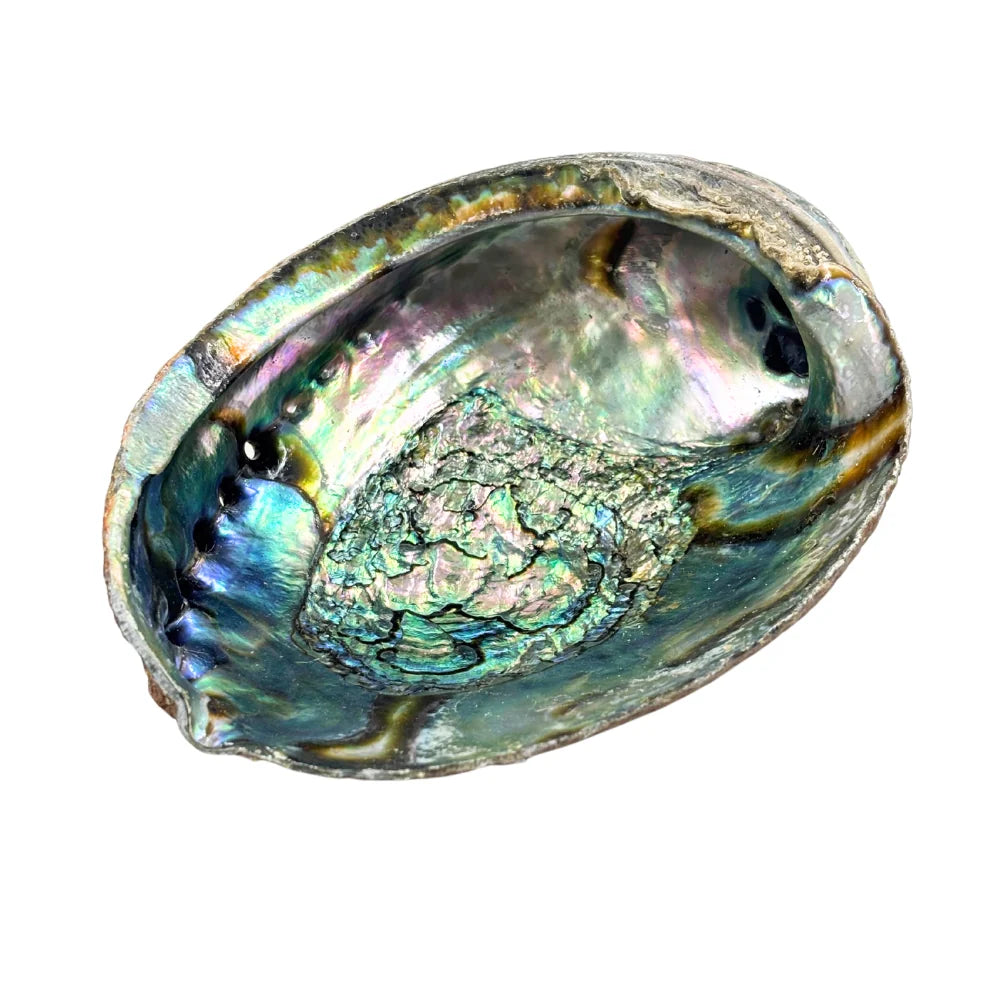 Premium Abalone Shell