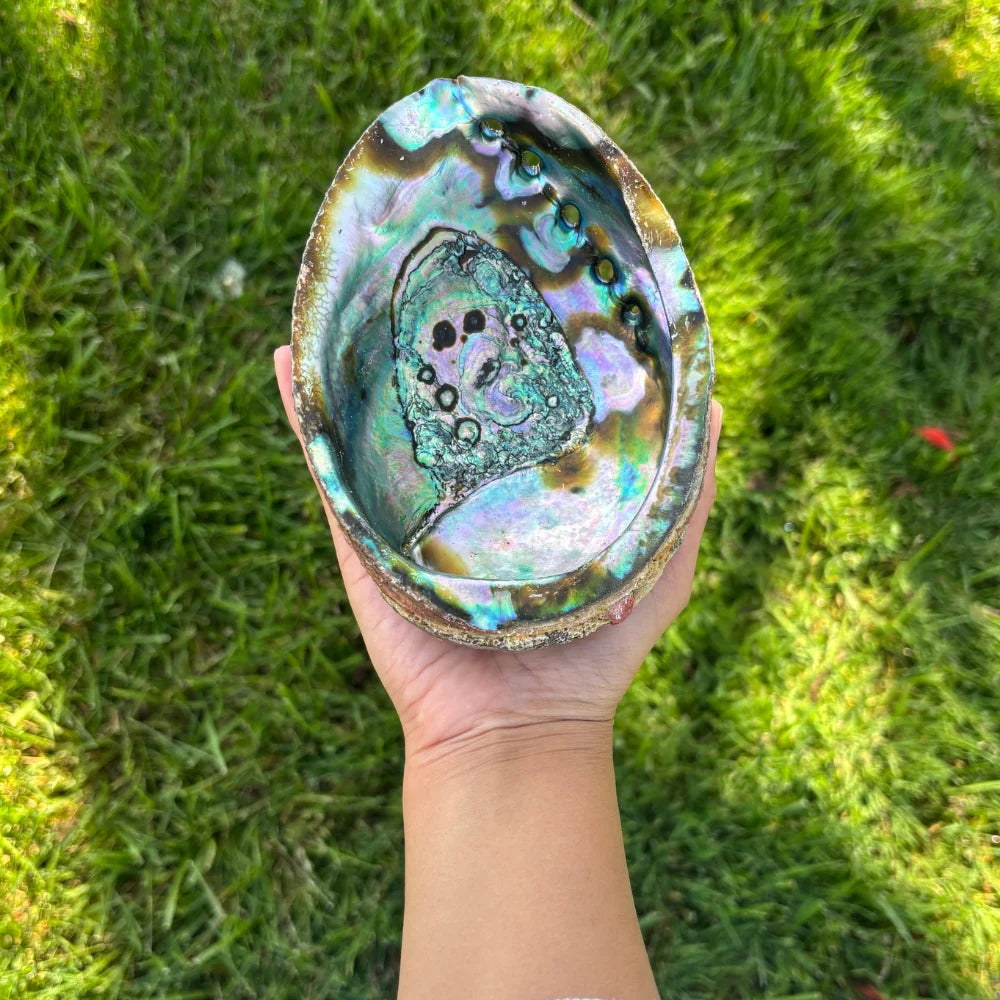 Premium Abalone Shell